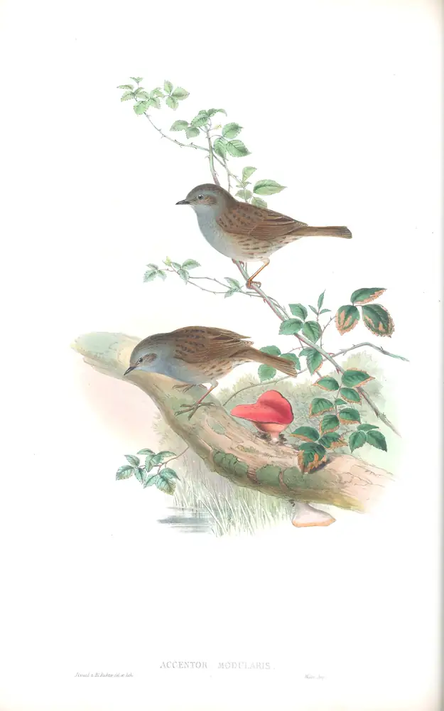 The whole sheet of volume II, plate 55, with its engraved caption