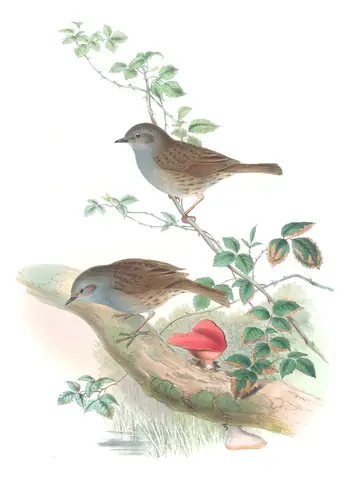 Volume II, plate 55 of Gould's The Birds of Great Britain: Dunnock (Prunella modularis)
