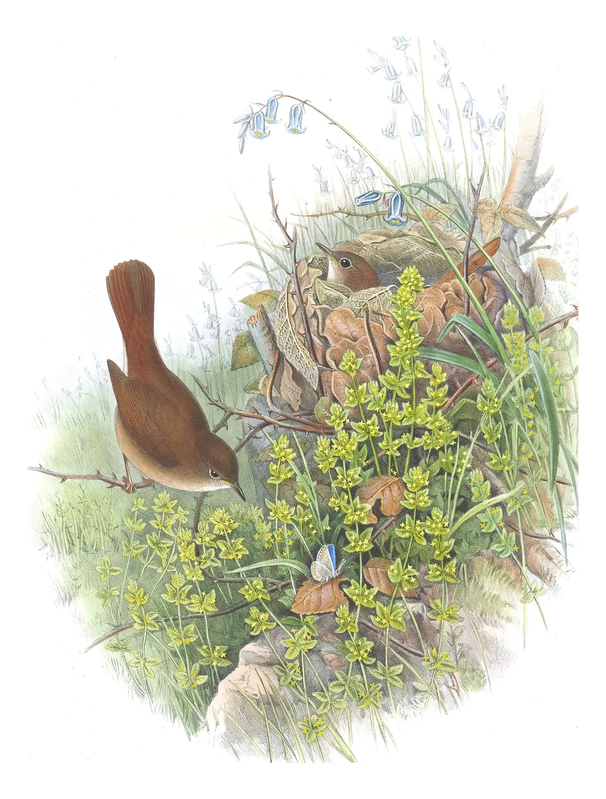 Volume II, plate 56 of Gould's The Birds of Great Britain: Common Nightingale (Luscinia megarhynchos)