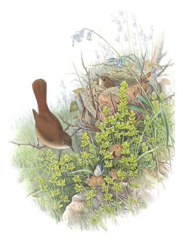 Volume II, plate 56 of Gould's The Birds of Great Britain: Common Nightingale (Luscinia megarhynchos)