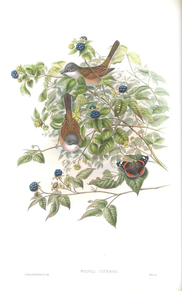 The whole sheet of volume II, plate 57, with its engraved caption