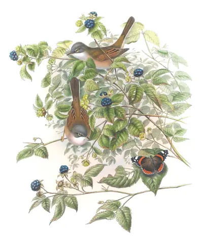 Volume II, plate 57 of Gould's The Birds of Great Britain: Greater Whitethroat (Curruca communis)