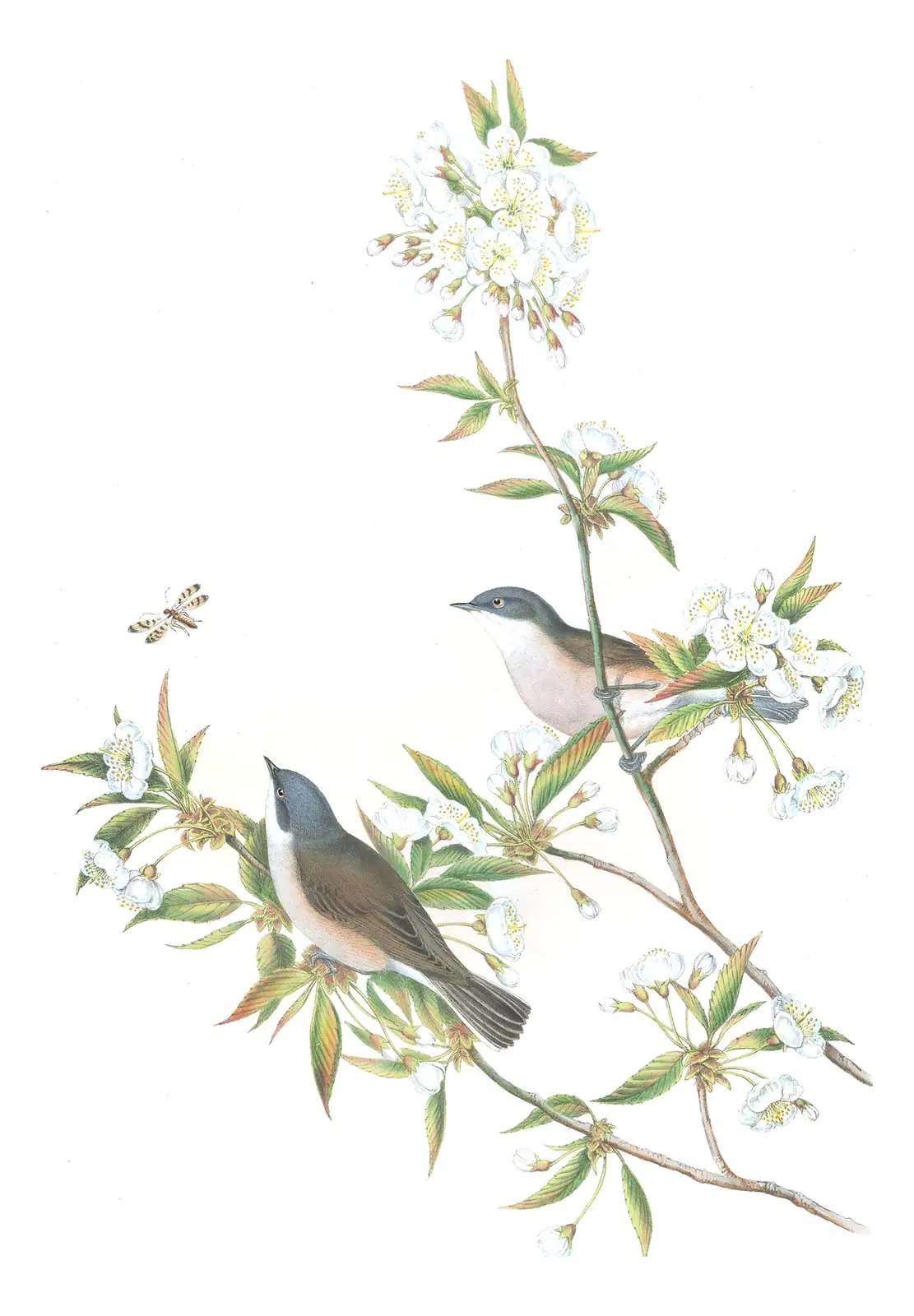 Volume II, plate 58 of Gould's The Birds of Great Britain: Lesser Whitethroat (Curruca curruca)