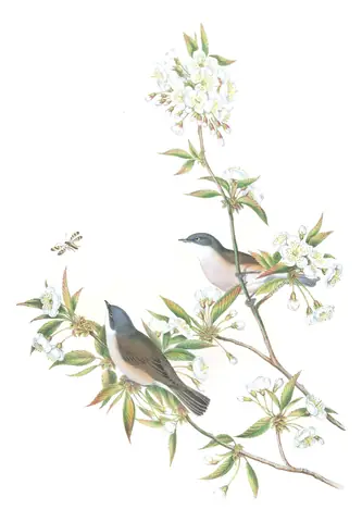 Volume II, plate 58 of Gould's The Birds of Great Britain: Lesser Whitethroat (Curruca curruca)