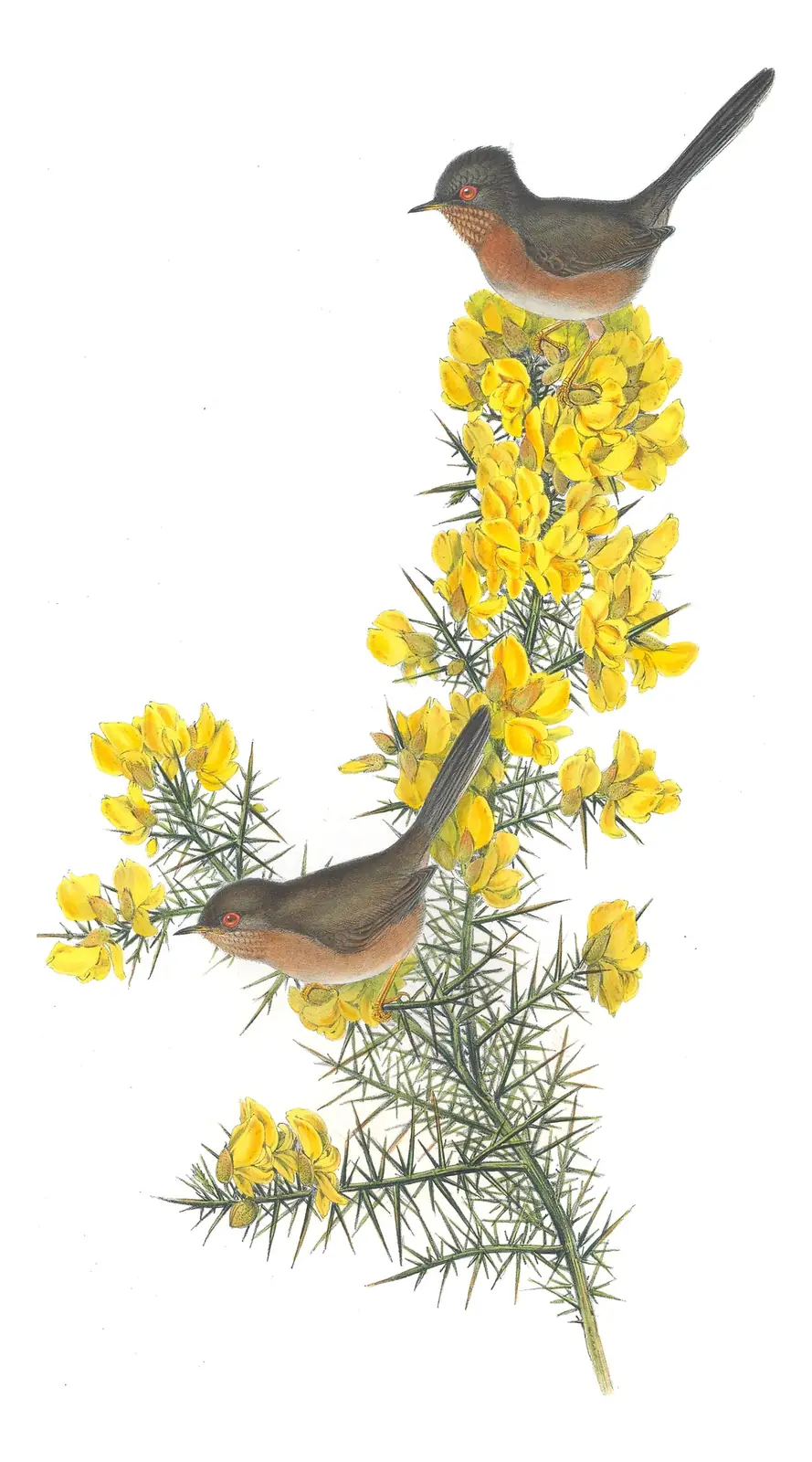 Volume II, plate 59 of Gould's The Birds of Great Britain: Dartford Warbler (Curruca undata)