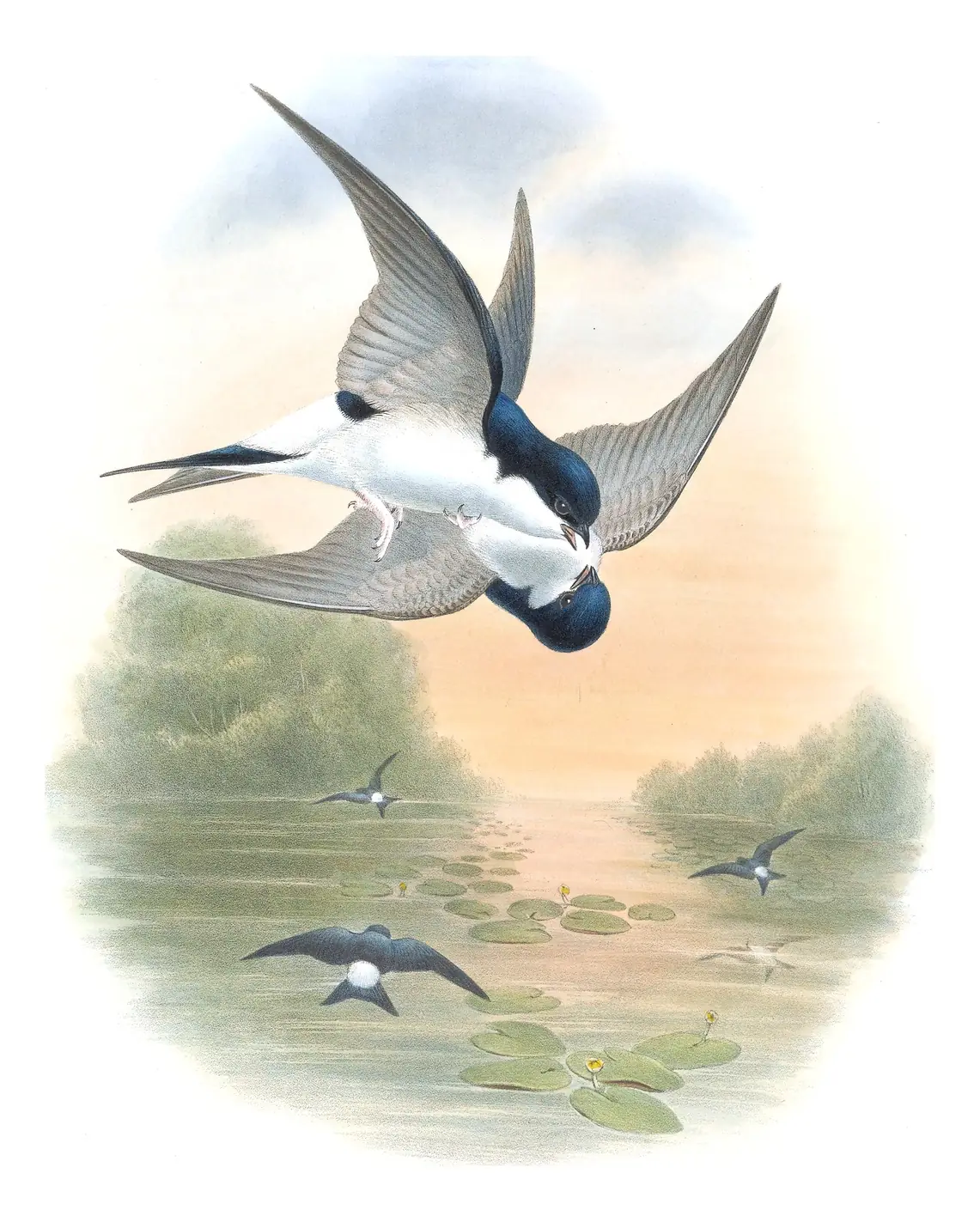 Volume II, plate 6 of Gould's The Birds of Great Britain: Western House-Martin (Delichon urbicum)
