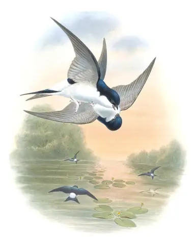 Volume II, plate 6 of Gould's The Birds of Great Britain: Western House-Martin (Delichon urbicum)