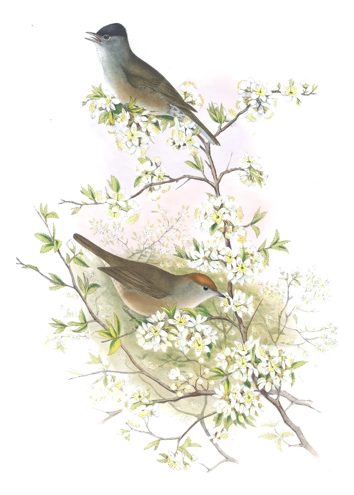 Volume II, plate 60 of Gould's The Birds of Great Britain: Eurasian Blackcap (Sylvia atricapilla)