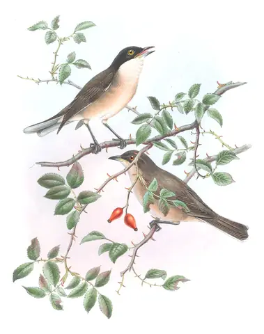 Volume II, plate 61 of Gould's The Birds of Great Britain: Western Orphean Warbler (Curruca hortensis)
