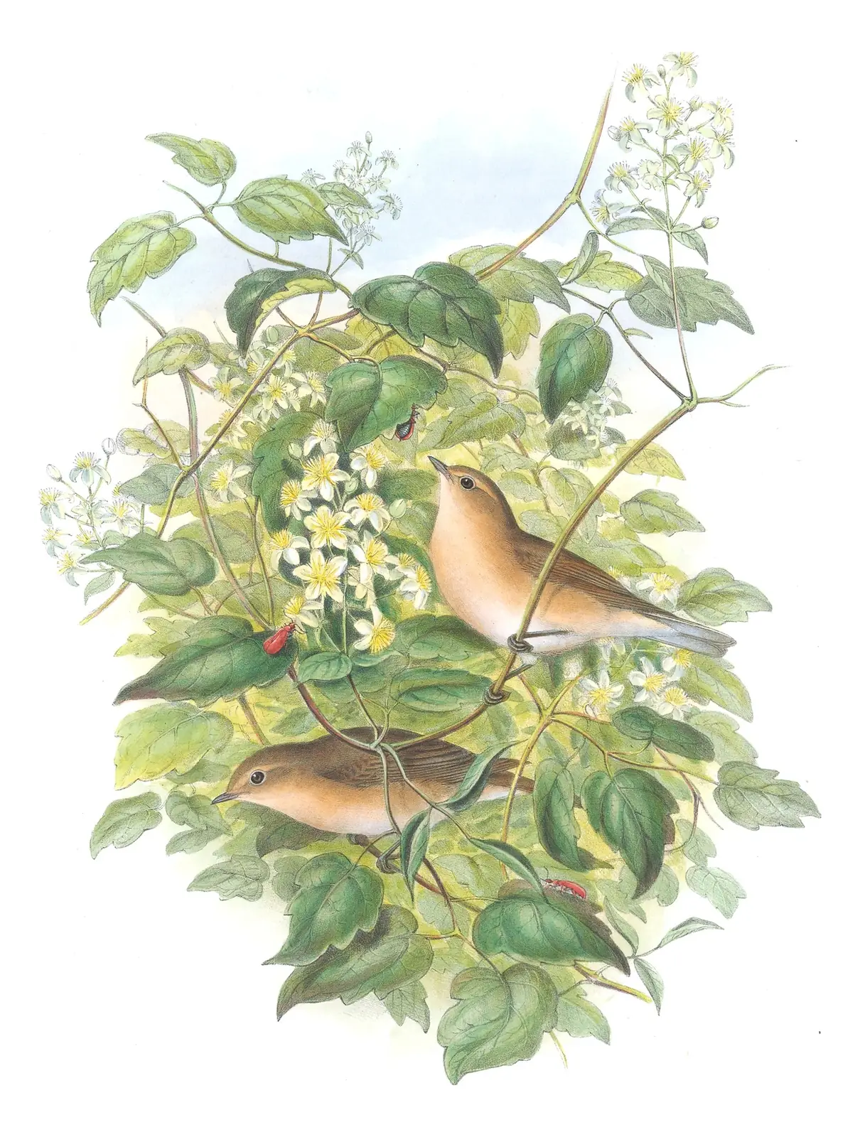 Volume II, plate 62 of Gould's The Birds of Great Britain: Garden Warbler (Sylvia borin)