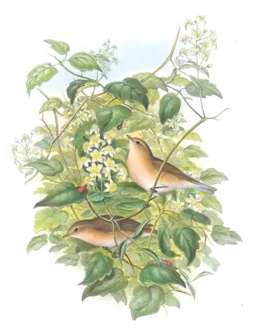 Volume II, plate 62 of Gould's The Birds of Great Britain: Garden Warbler (Sylvia borin)