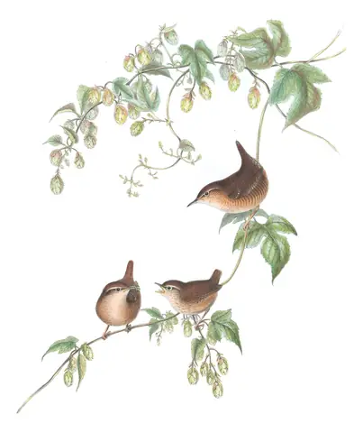 Volume II, plate 63 of Gould's The Birds of Great Britain: Eurasian Wren (Troglodytes troglodytes)