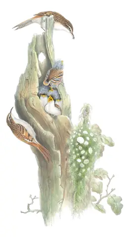 Volume II, plate 64 of Gould's The Birds of Great Britain: Eurasian Treecreeper (Certhia familiaris)