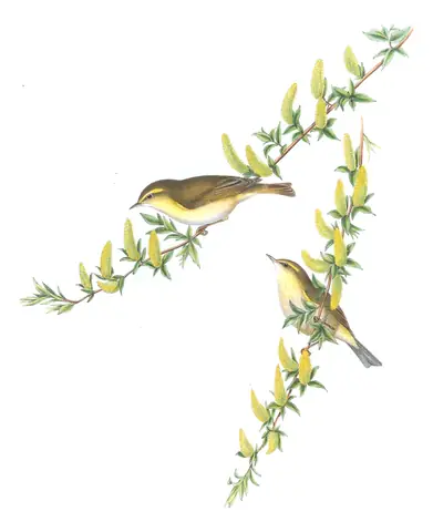 Volume II, plate 65 of Gould's The Birds of Great Britain: Willow Warbler (Phylloscopus trochilus)