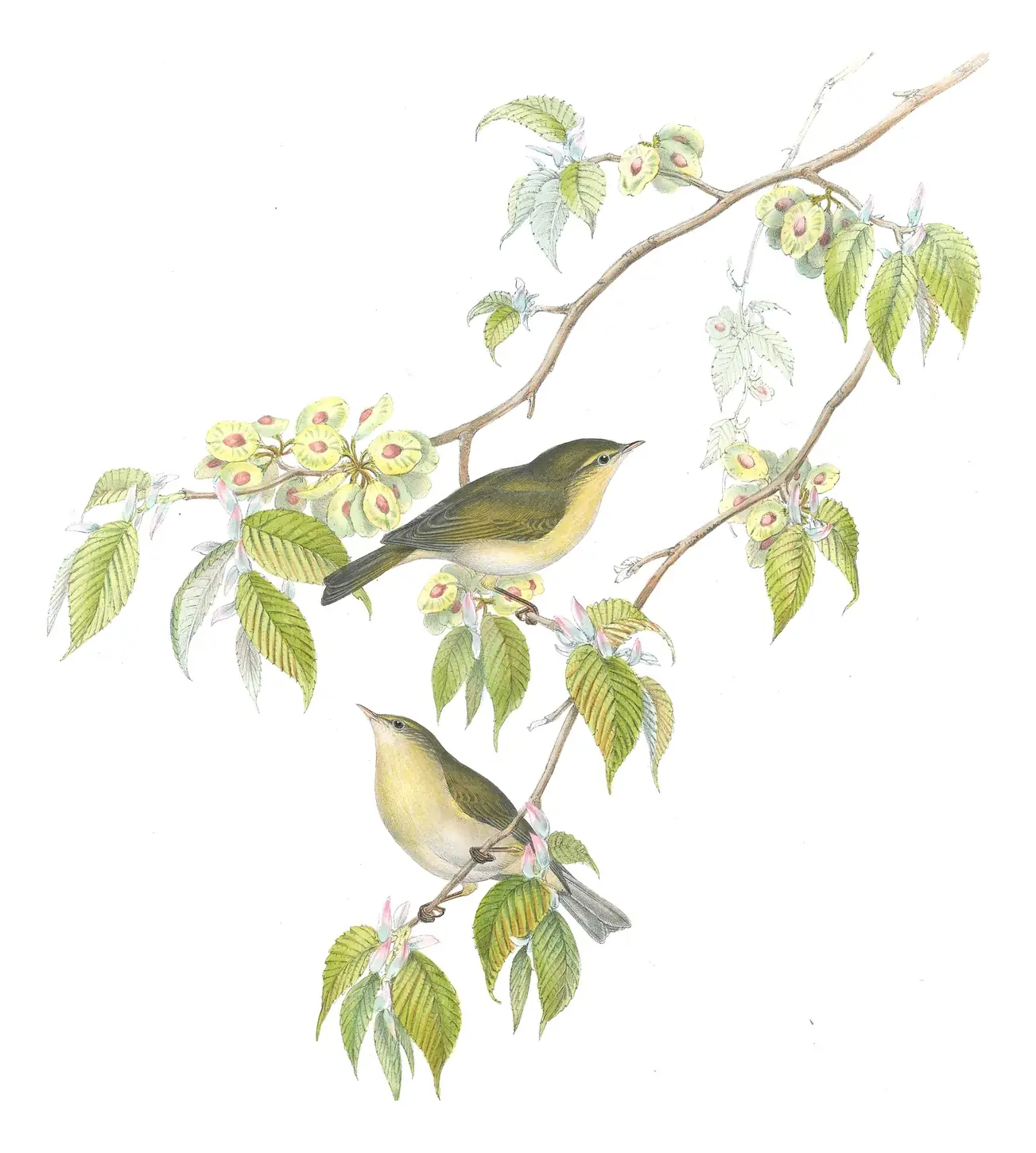 Volume II, plate 66 of Gould's The Birds of Great Britain: Common Chiffchaff (Phylloscopus collybita)