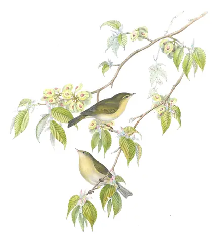 Volume II, plate 66 of Gould's The Birds of Great Britain: Common Chiffchaff (Phylloscopus collybita)