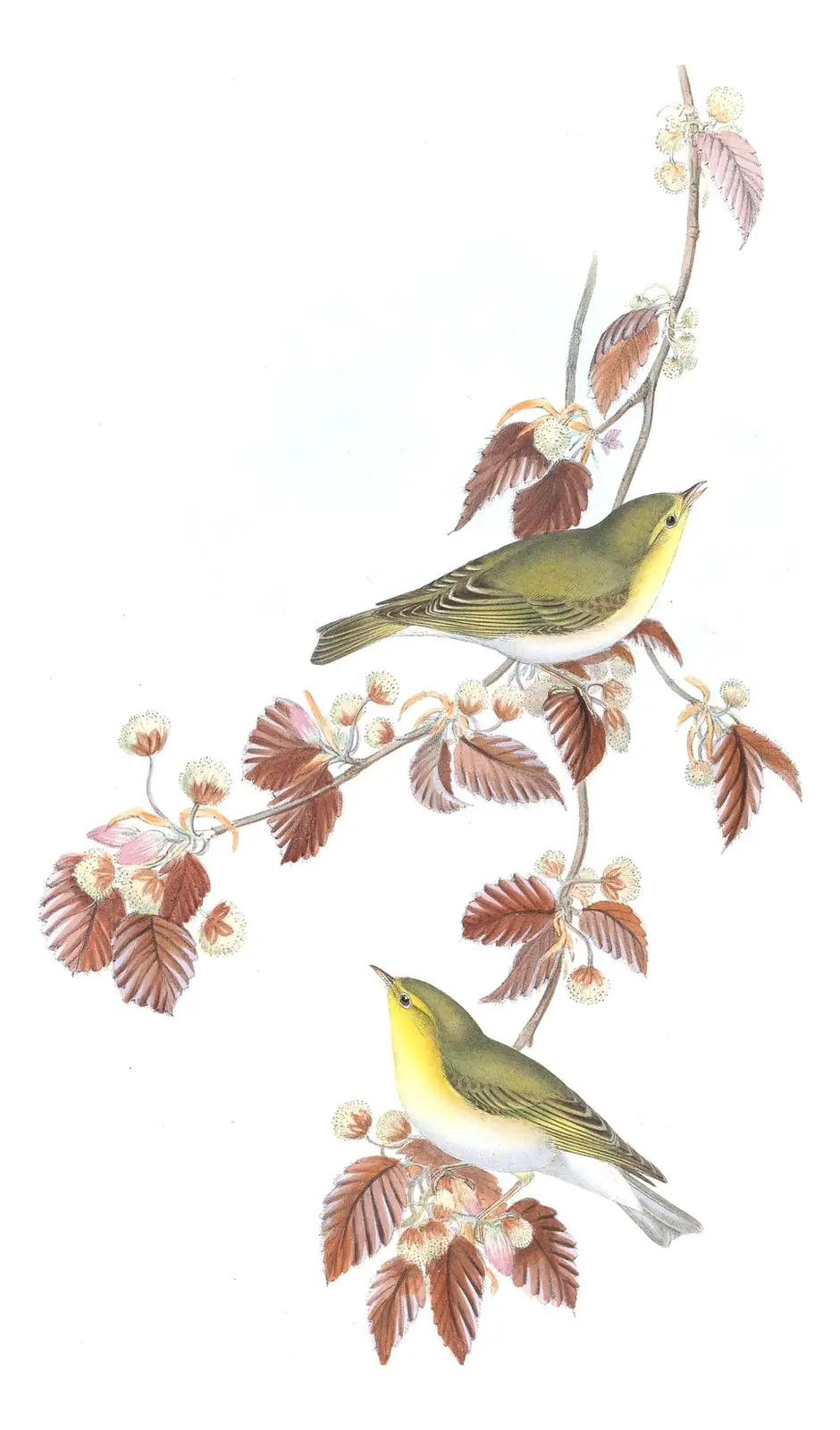 Volume II, plate 67 of Gould's The Birds of Great Britain: Wood Warbler (Phylloscopus sibilatrix)