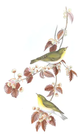 Volume II, plate 67 of Gould's The Birds of Great Britain: Wood Warbler (Phylloscopus sibilatrix)