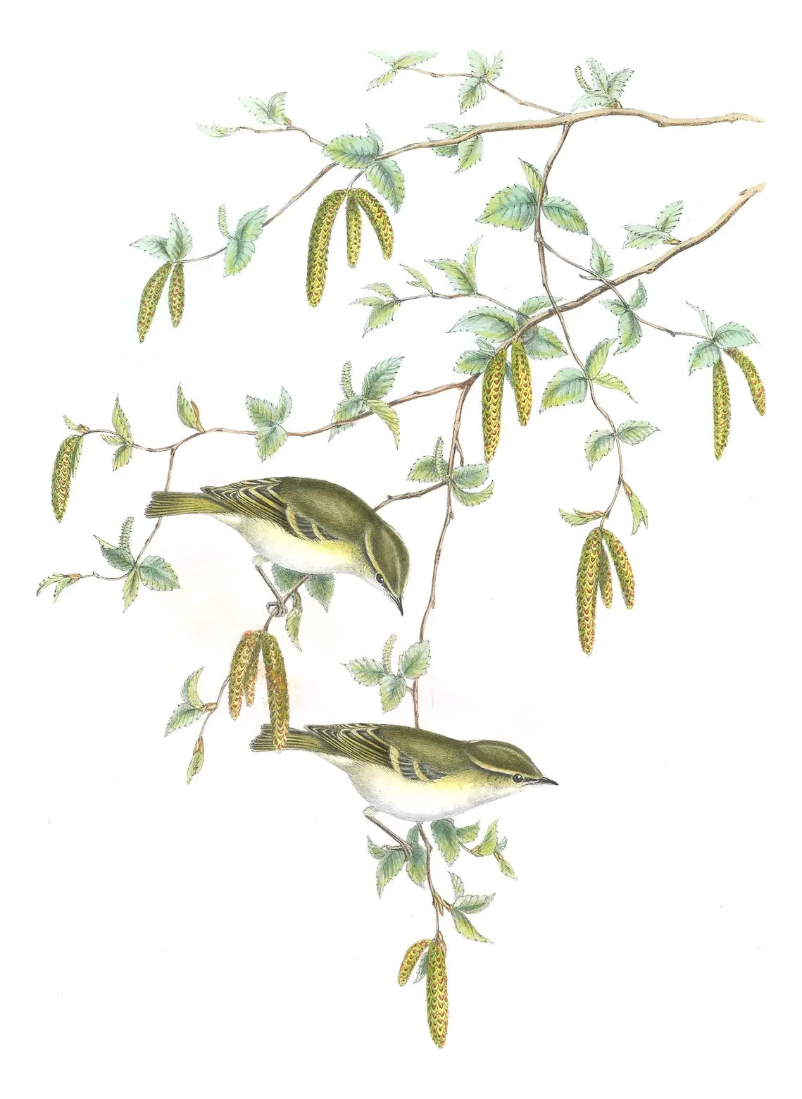 Volume II, plate 68 of Gould's The Birds of Great Britain: Yellow-browed Warbler (Phylloscopus inornatus)