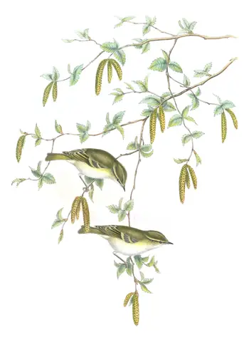 Volume II, plate 68 of Gould's The Birds of Great Britain: Yellow-browed Warbler (Phylloscopus inornatus)