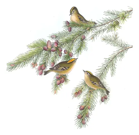 Volume II, plate 69 of Gould's The Birds of Great Britain: Goldcrest (Regulus regulus)