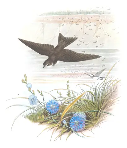 Volume II, plate 7 of Gould's The Birds of Great Britain: Bank Swallow (Riparia riparia)