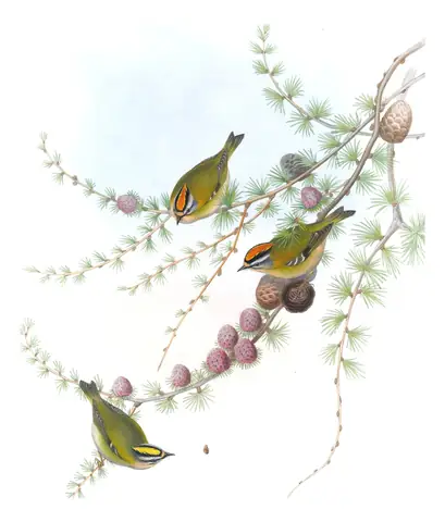 Volume II, plate 70 of Gould's The Birds of Great Britain: Common Firecrest (Regulus ignicapilla)