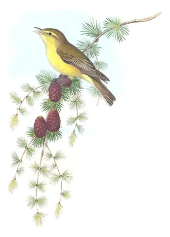 Volume II, plate 71 of Gould's The Birds of Great Britain: Icterine Warbler (Hippolais icterina)
