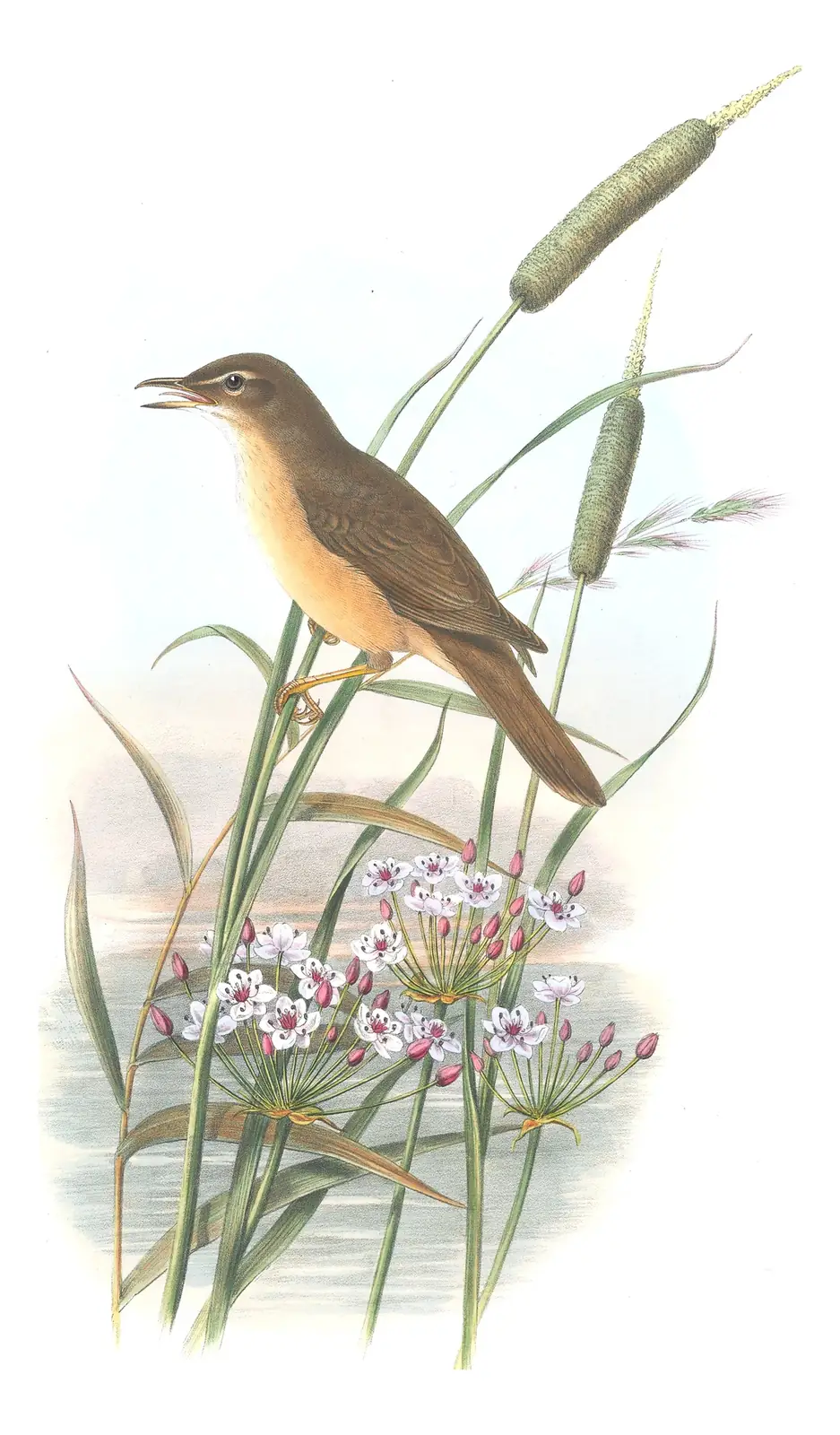 Volume II, plate 72 of Gould's The Birds of Great Britain: Great Reed Warbler (Acrocephalus arundinaceus)