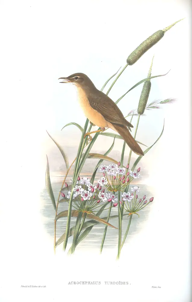 The whole sheet of volume II, plate 72, with its engraved caption