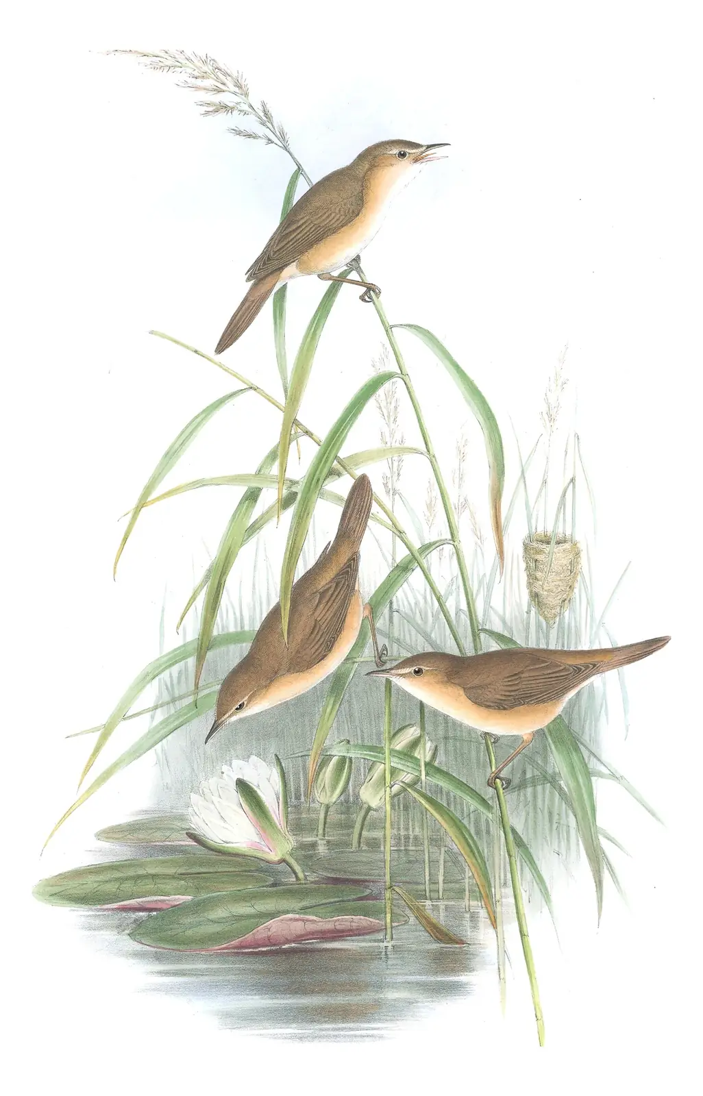 Volume II, plate 73 of Gould's The Birds of Great Britain: Common Reed Warbler (Acrocephalus scirpaceus)