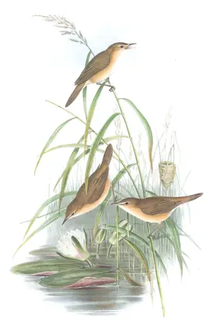 Volume II, plate 73 of Gould's The Birds of Great Britain: Common Reed Warbler (Acrocephalus scirpaceus)