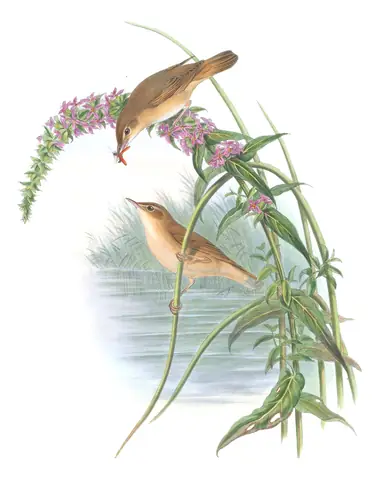 Volume II, plate 74 of Gould's The Birds of Great Britain: Marsh Warbler (Acrocephalus palustris)