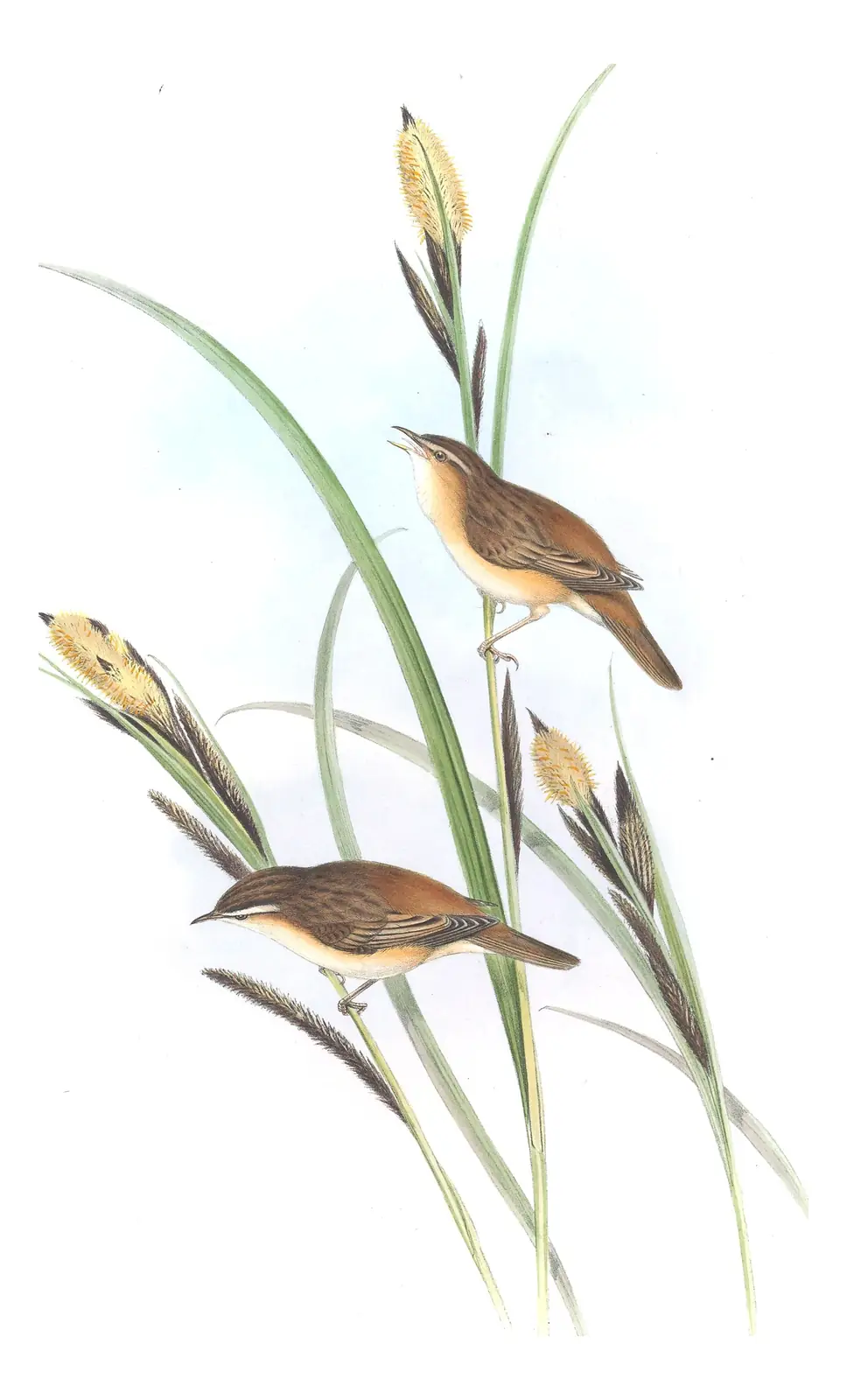 Volume II, plate 75 of Gould's The Birds of Great Britain: Sedge Warbler (Acrocephalus schoenobaenus)