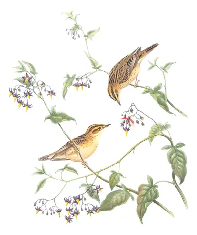 Volume II, plate 76 of Gould's The Birds of Great Britain: Aquatic Warbler (Acrocephalus paludicola)
