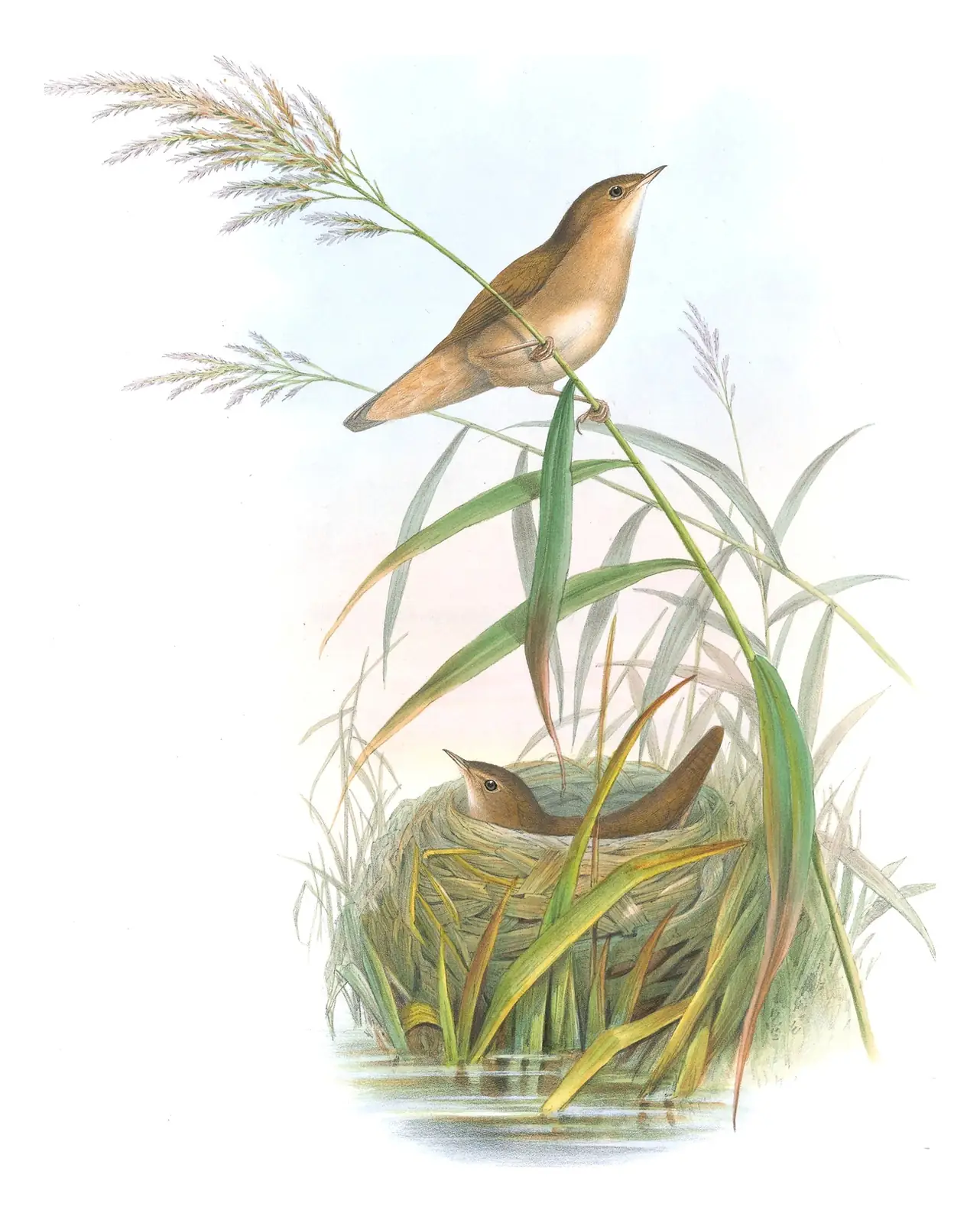 Volume II, plate 77 of Gould's The Birds of Great Britain: Savi's Warbler (Locustella luscinioides)