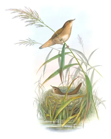 Volume II, plate 77 of Gould's The Birds of Great Britain: Savi's Warbler (Locustella luscinioides)