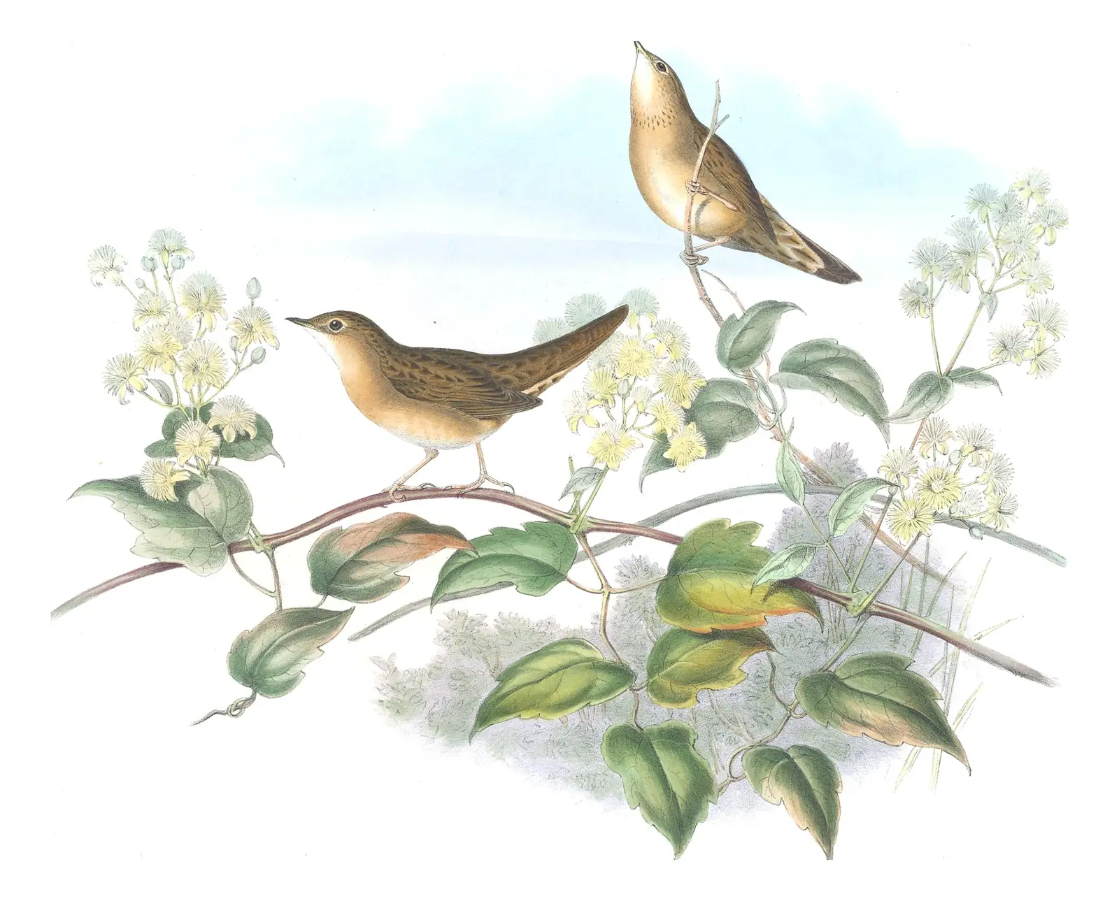 Volume II, plate 78 of Gould's The Birds of Great Britain: Common Grasshopper Warbler (Locustella naevia)