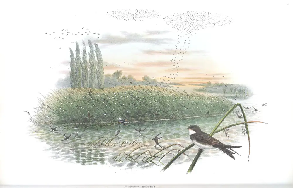 The whole sheet of volume II, plate 8, with its engraved caption