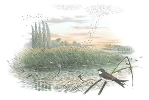 Volume II, plate 8 of Gould's The Birds of Great Britain: Bank Swallow (Riparia riparia)