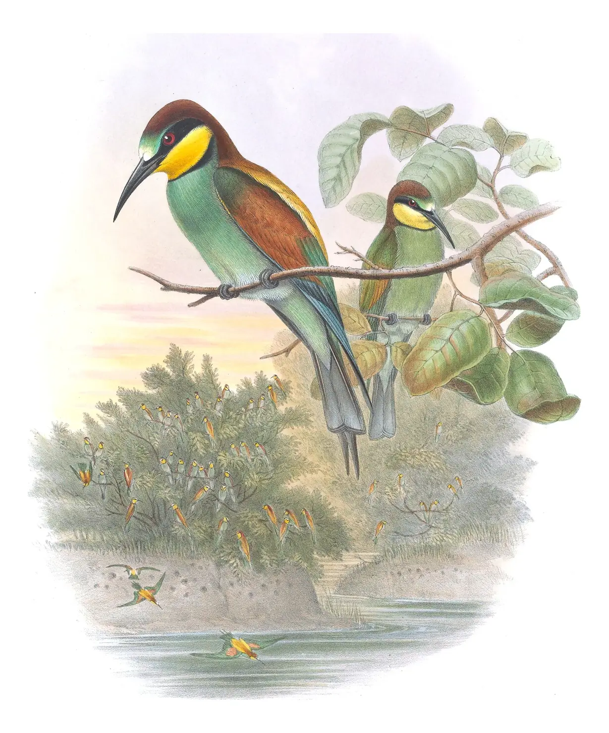 Volume II, plate 9 of Gould's The Birds of Great Britain: European Bee-eater (Merops apiaster)