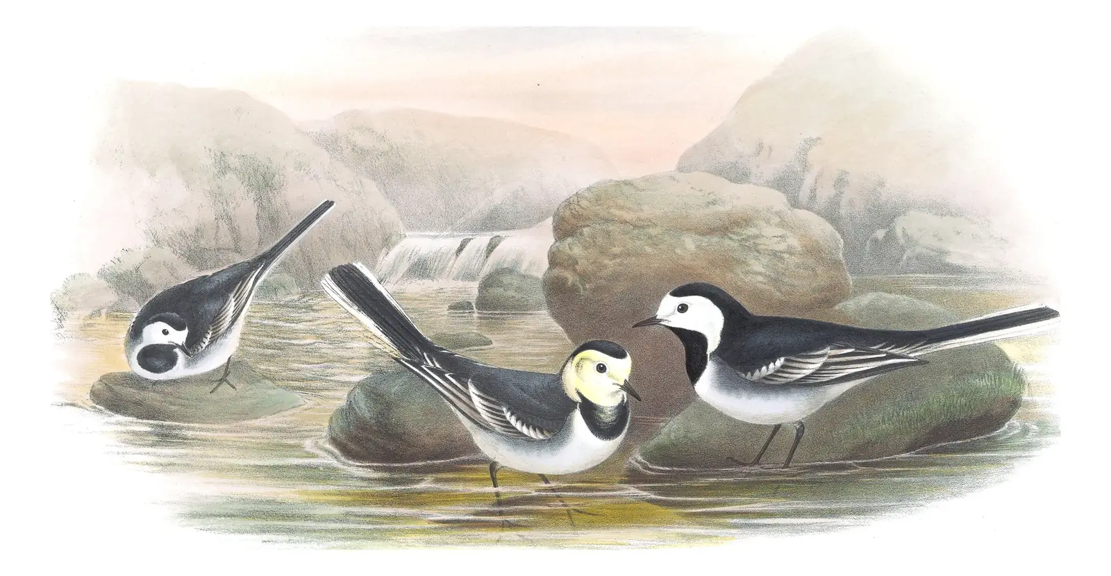 Volume III, plate 1 of Gould's The Birds of Great Britain: White Wagtail (Motacilla alba)