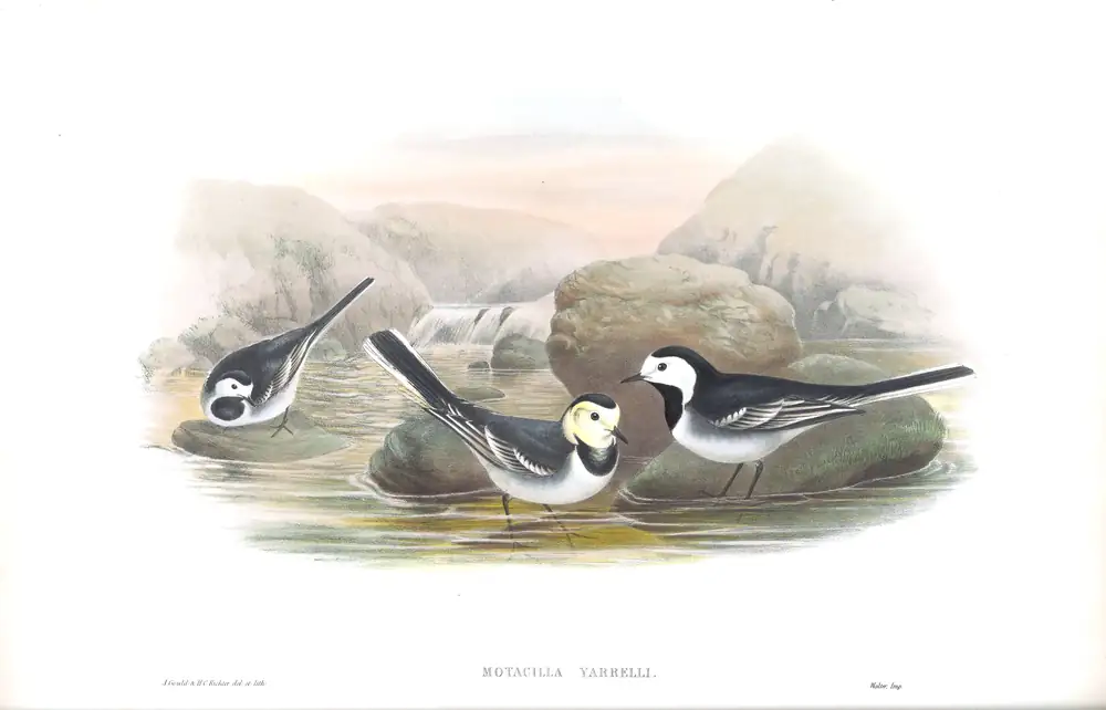 The whole sheet of volume III, plate 1, with its engraved caption