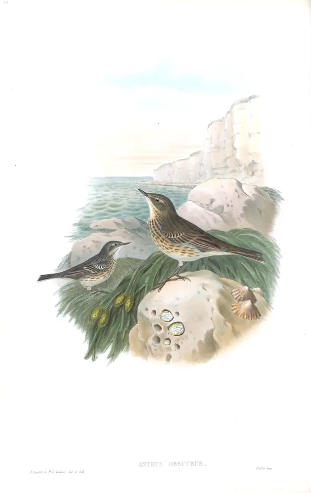 The whole sheet of volume III, plate 10, with its engraved caption