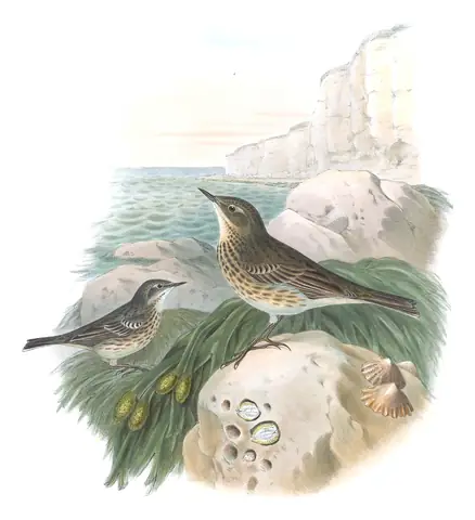 Volume III, plate 10 of Gould's The Birds of Great Britain: Rock Pipit (Anthus petrosus)