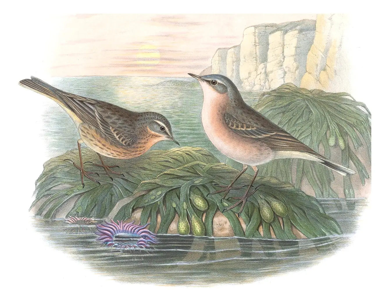 Volume III, plate 11 of Gould's The Birds of Great Britain: Water Pipit (Anthus spinoletta)