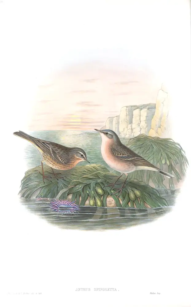 The whole sheet of volume III, plate 11, with its engraved caption
