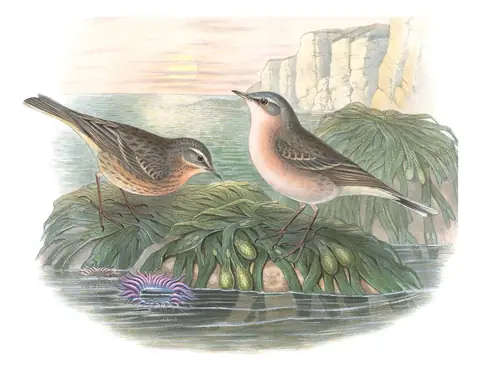 Volume III, plate 11 of Gould's The Birds of Great Britain: Water Pipit (Anthus spinoletta)