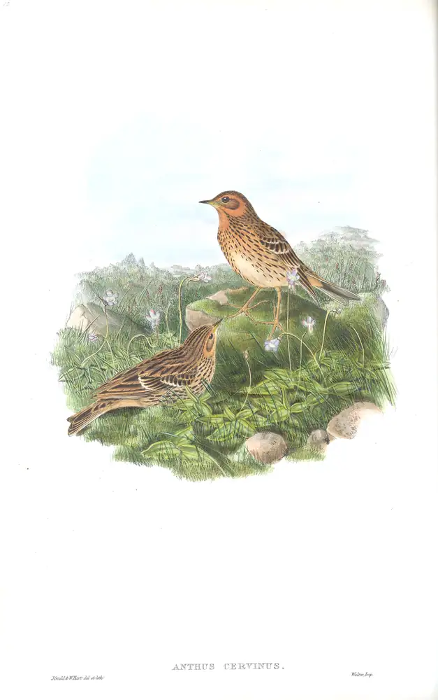 The whole sheet of volume III, plate 12, with its engraved caption