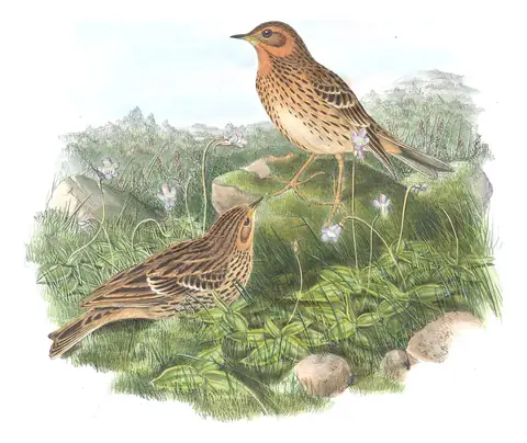 Volume III, plate 12 of Gould's The Birds of Great Britain: Red-throated Pipit (Anthus cervinus)